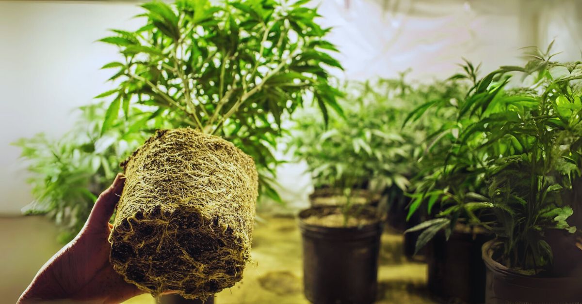 Can You Grow Pot in Massachusetts?