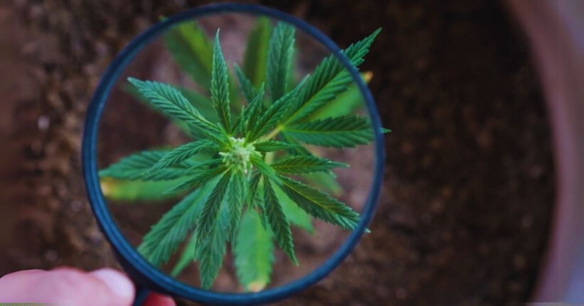 Should I Use AI to Create Cannabis Content?