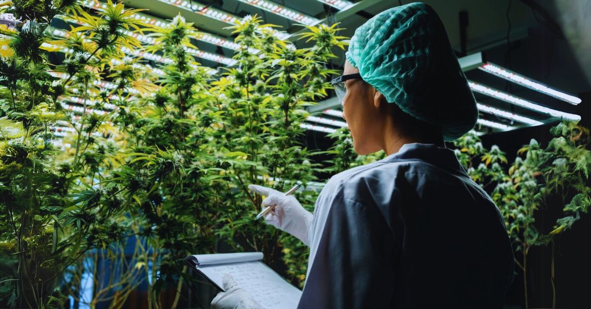 Immigrant Women in Cannabis Farming: Challenges and Triumphs