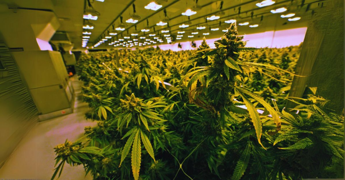 Who Is Responsible for the Regulation of Cannabis in New York?