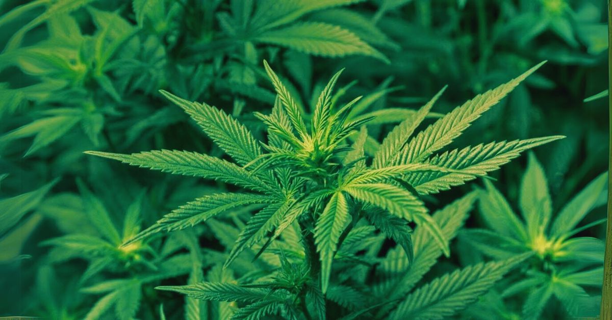 Plant-Based Mary Jane’s Fight for Accessible CBD Education