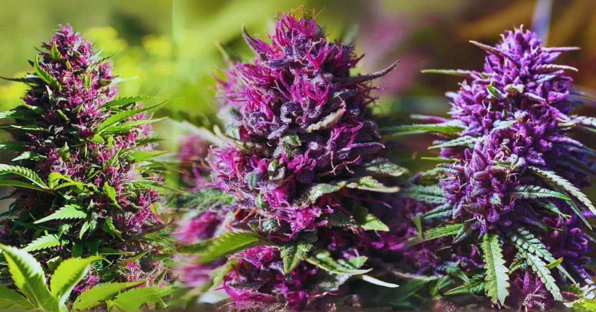 examples of purple weed strains