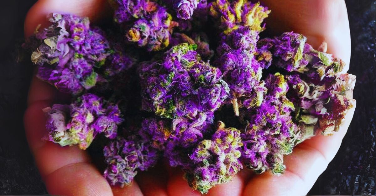 What Is the Most Purple Marijuana Strain?