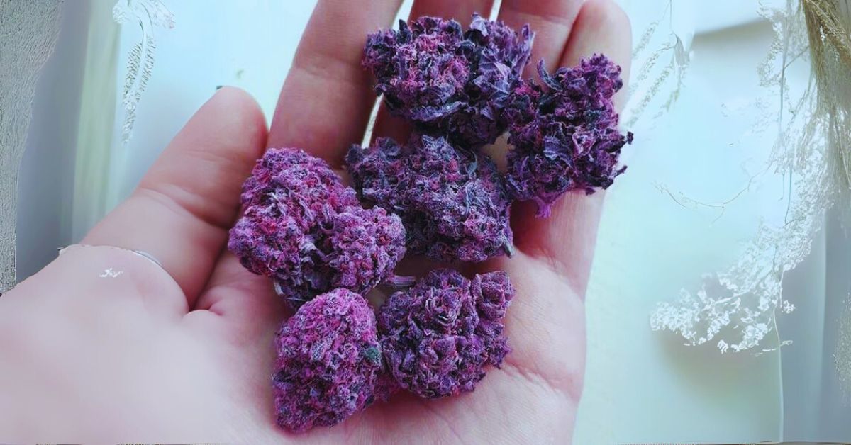 Benefits of Exotic Purple Weed Strains