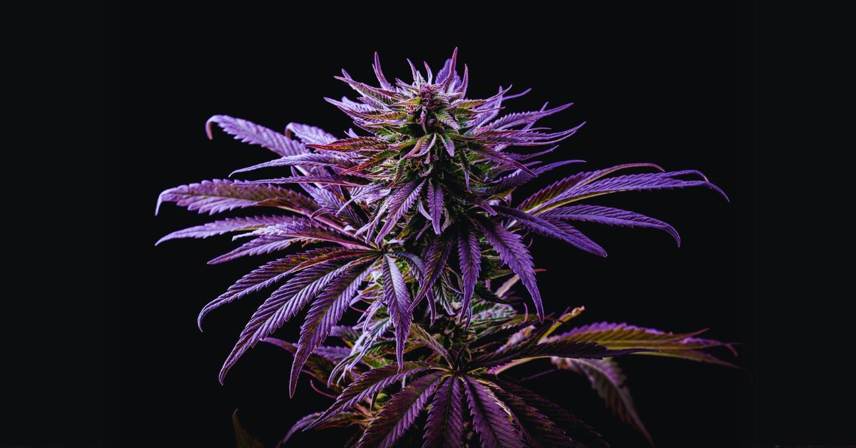 Purple Marijuana Strain Growing Tips