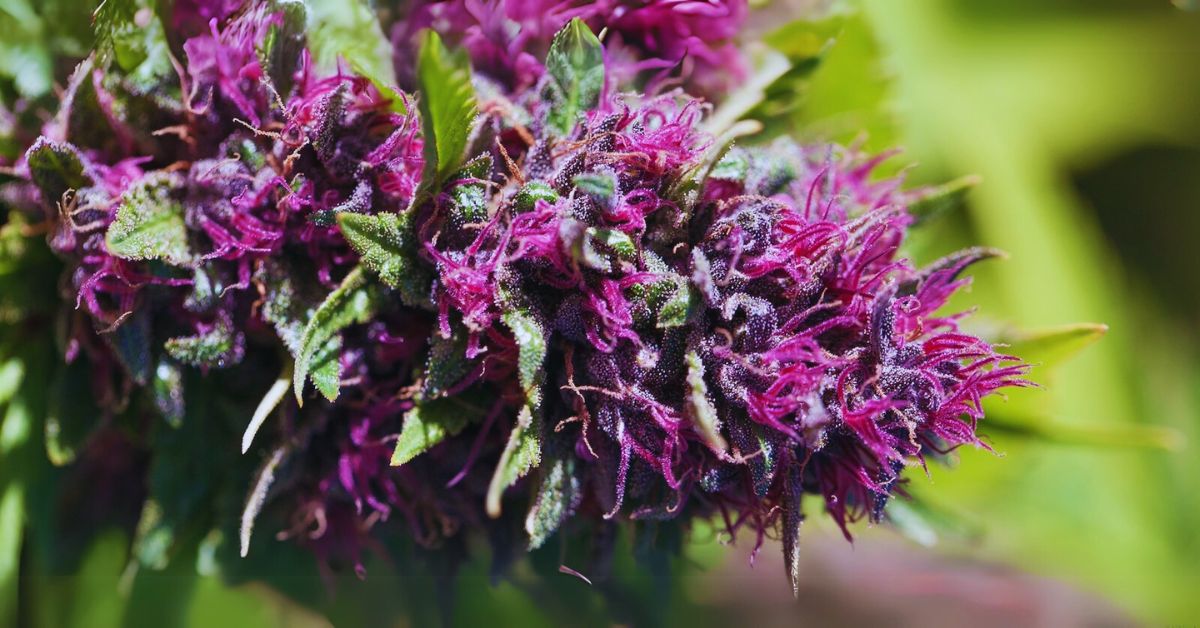 Effects of Purple Cannabis Strains