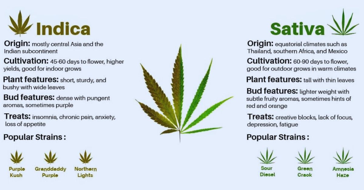 good sativa strains