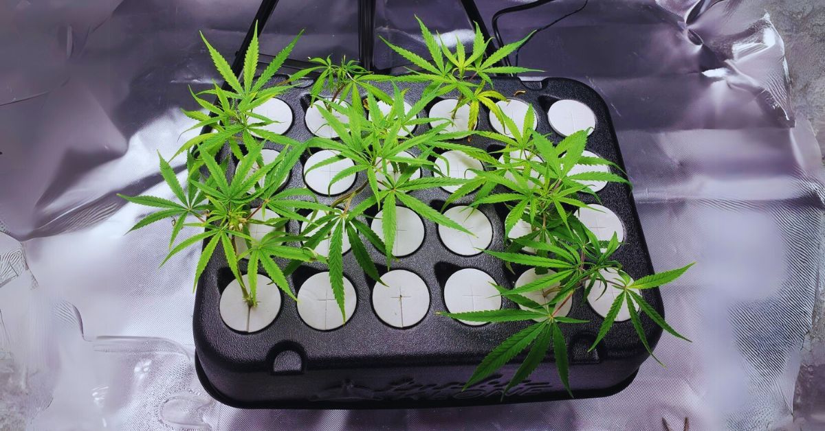 Cheap & Easy Cannabis Cloning Step By Step With Photos