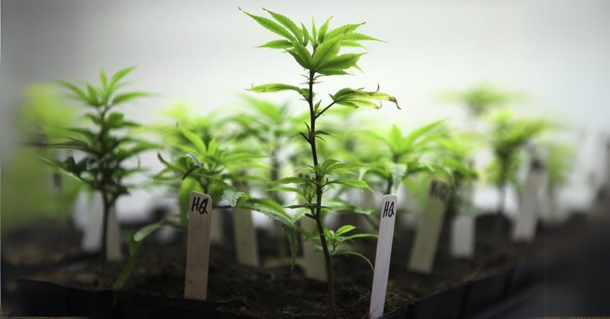 Cheap & Easy Cannabis Cloning Step By Step With Photos