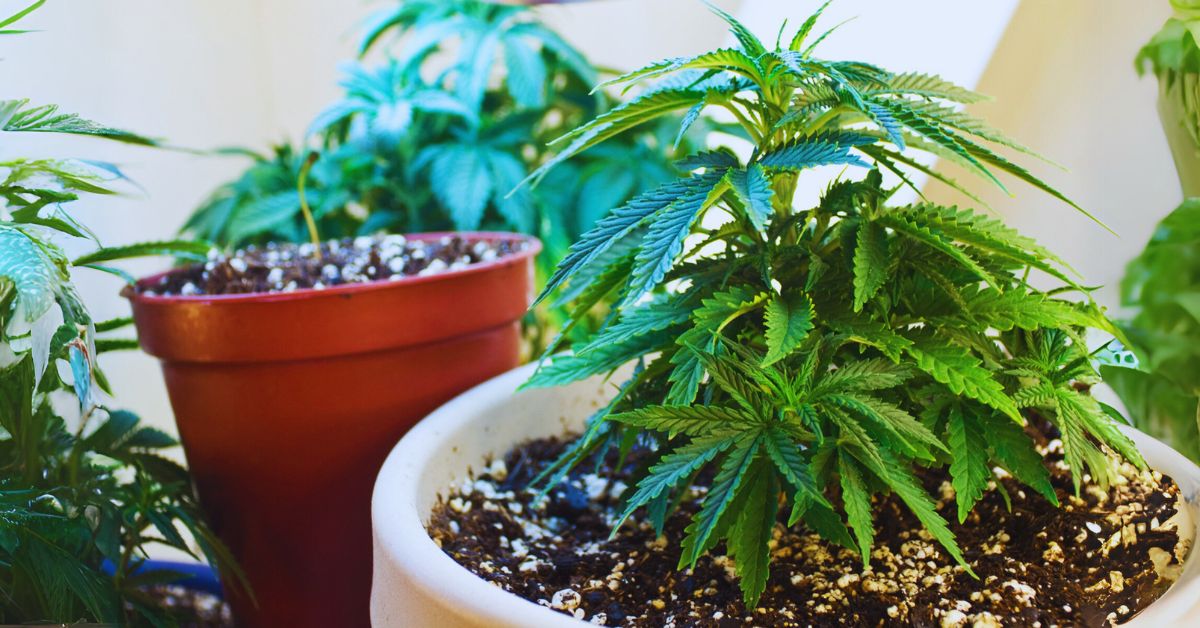 basic guide to growing cannabis