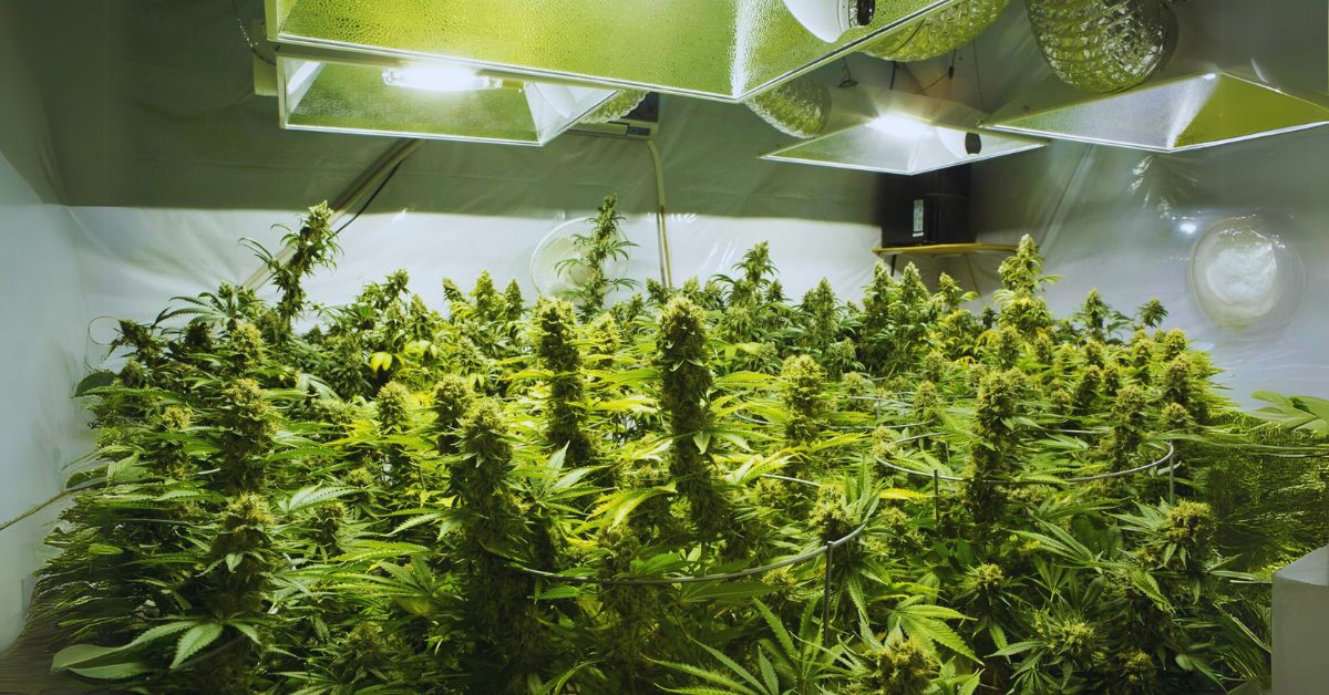 how to grow a weed plant