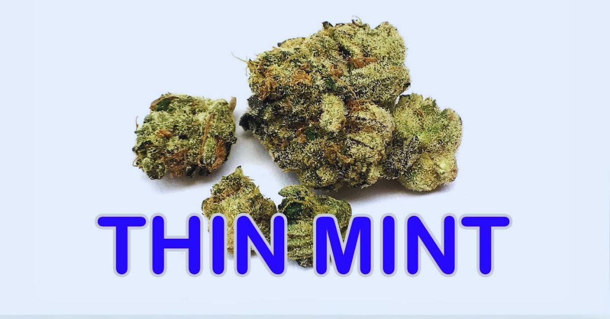 thin mints strain