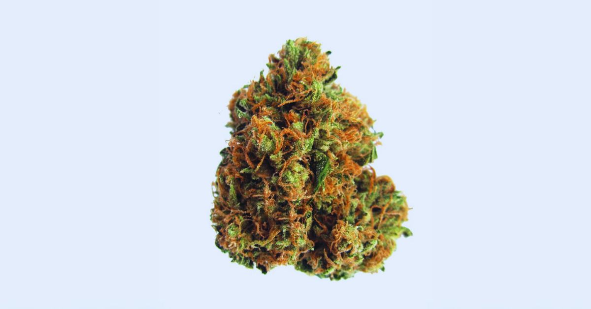The Origins and Genetics of King Louis XIII