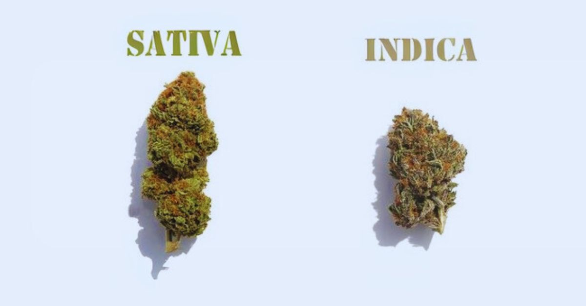 Is King Louis XIII an Indica or Sativa?