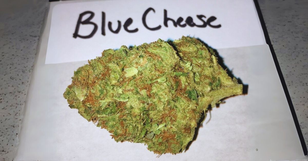 What Does Blue Cheese Weed Look Like?