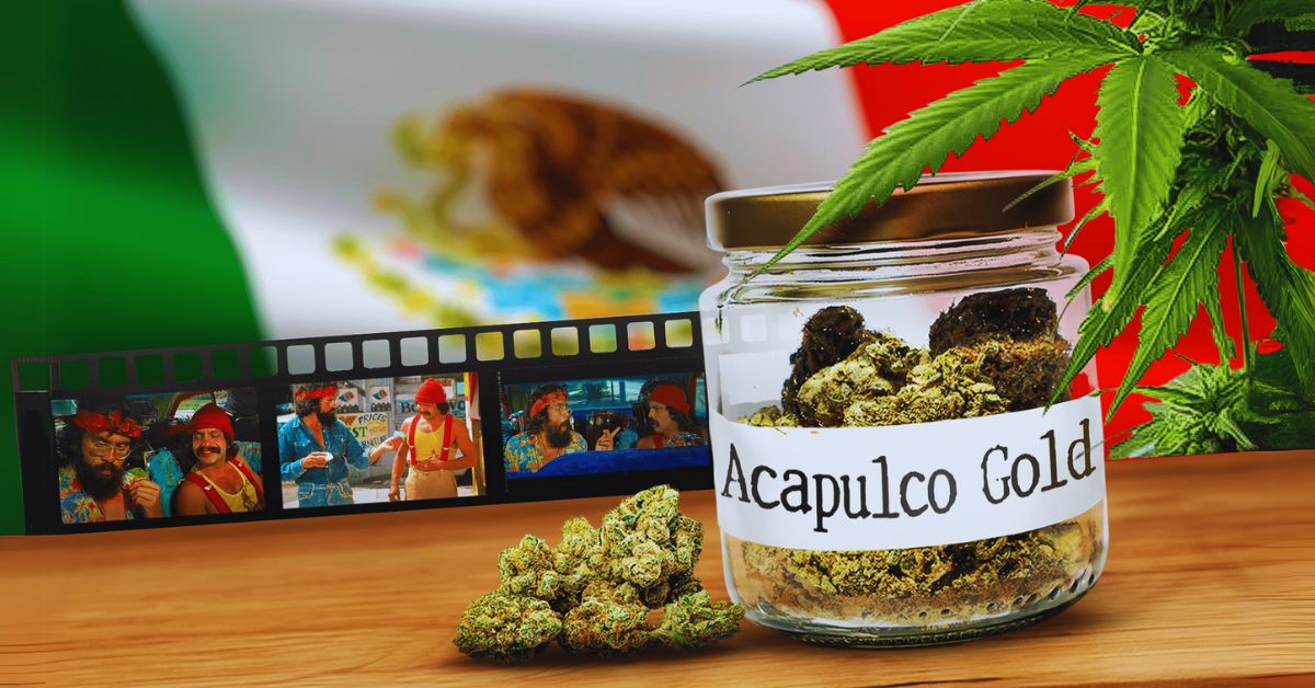 acapulco gold strain