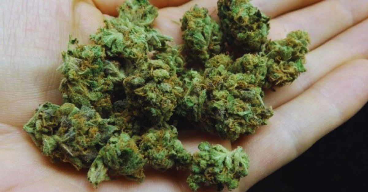 Tips for Consuming the Blue Cheese Strain