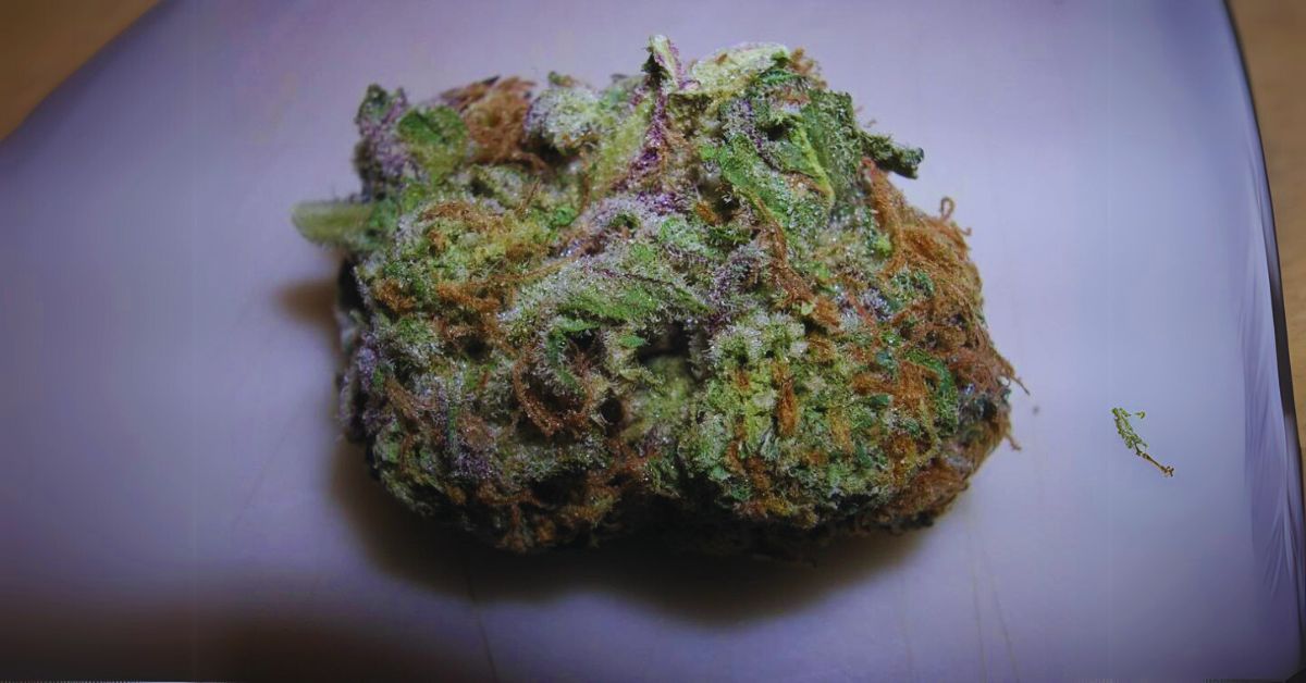 Effects and Medical Benefits of the Blue Cheese Bud Strain