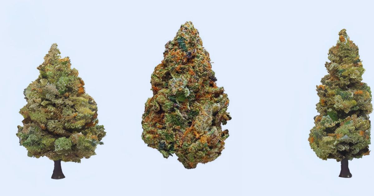 How do Cookies and Cream compare to Other Strains?