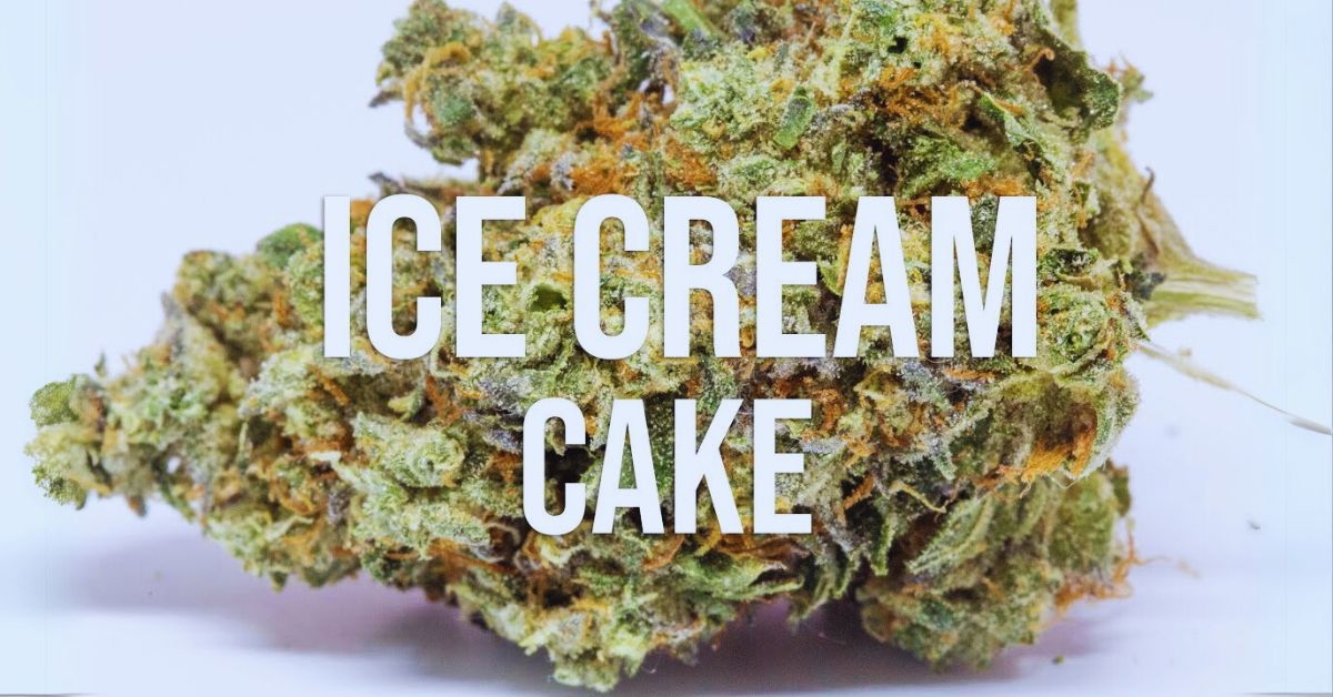 ice cream cake strain