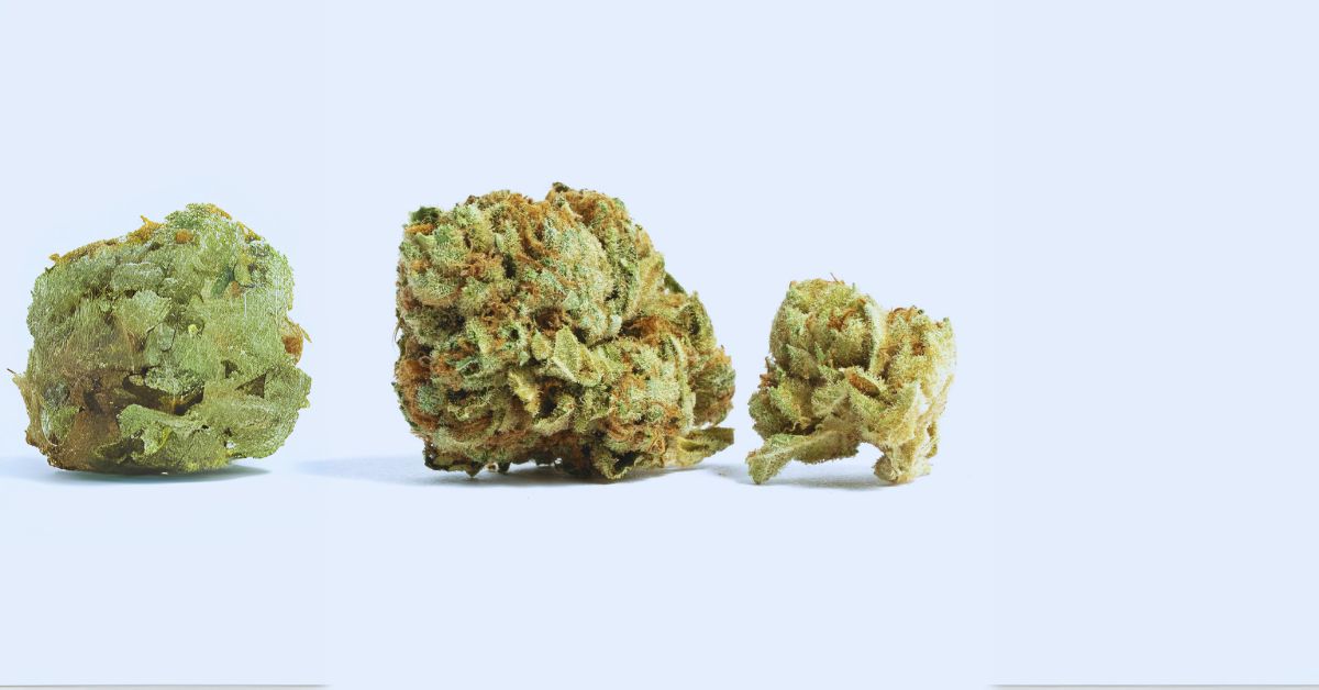 Is Ice Cream Cake Marijuana Strain Indica or Sativa?