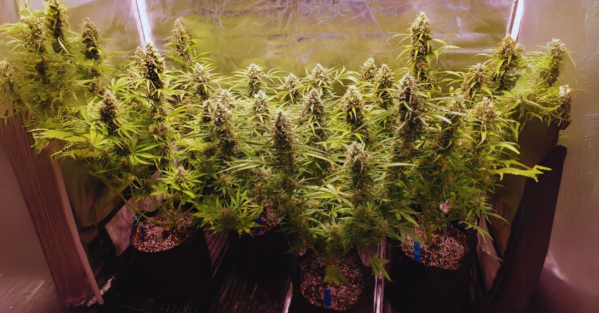 Cultivation and Growing Tips for Jack Herer Weed Strain