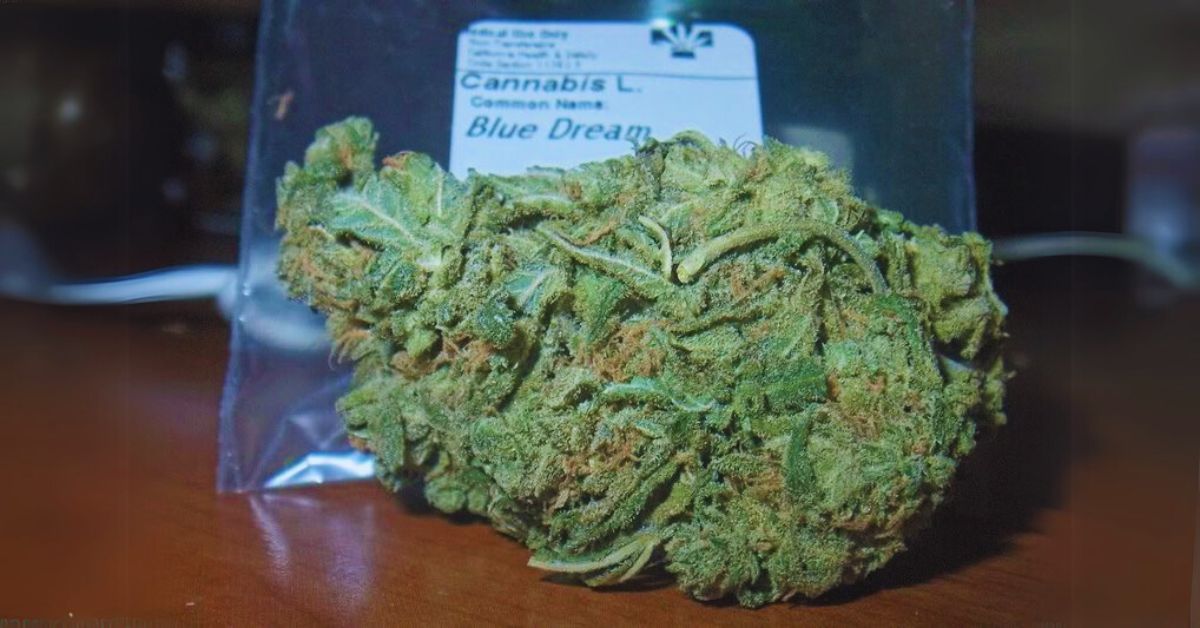 The History of Blue Dream