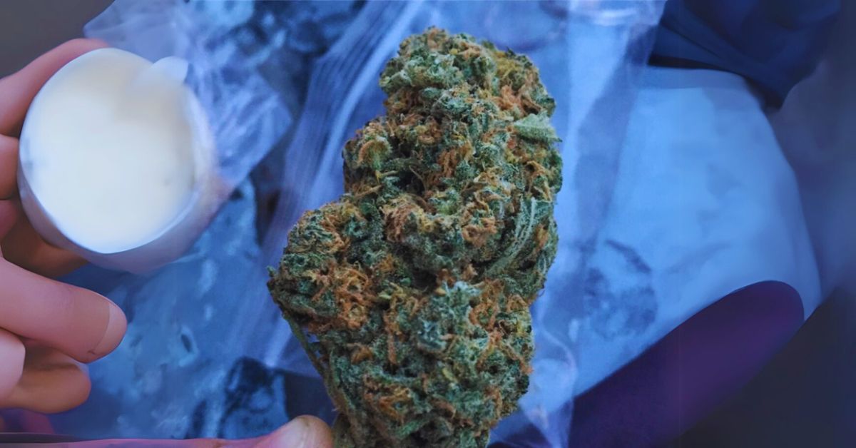 Blue Dream Strain Effects and Benefits