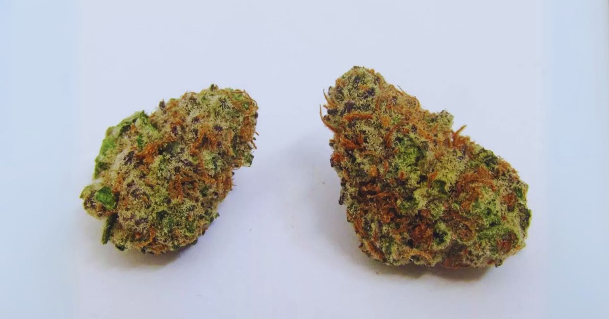 Origins and Genetics of the glitter bomb strain'