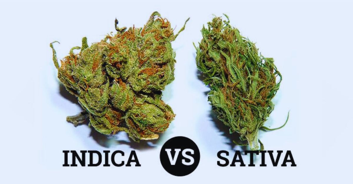 Green Crack Kush: Indica or Sativa?