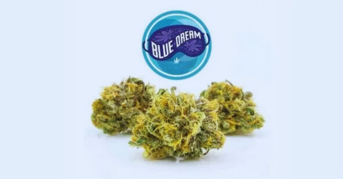 blue dream strain