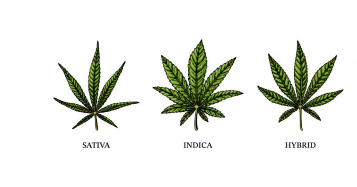 Is Weed Butter Recipe Indica, Sativa, or a Hybrid?