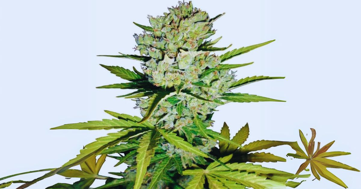 What is Trainwreck Like to Smoke?
