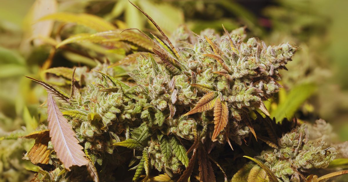 Is Grease Monkey a Good Marijuana Strain for Beginners?