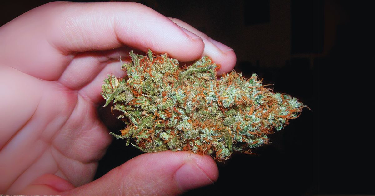 Why Purple Trainwreck Strain Became So Popular?