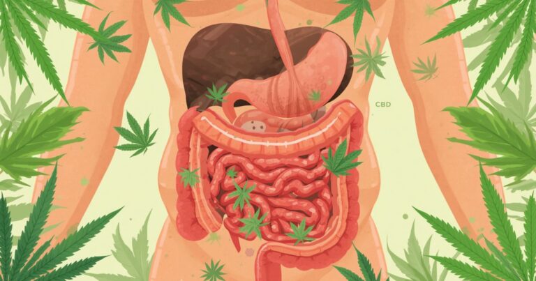 Is CBD Good for Gut Health