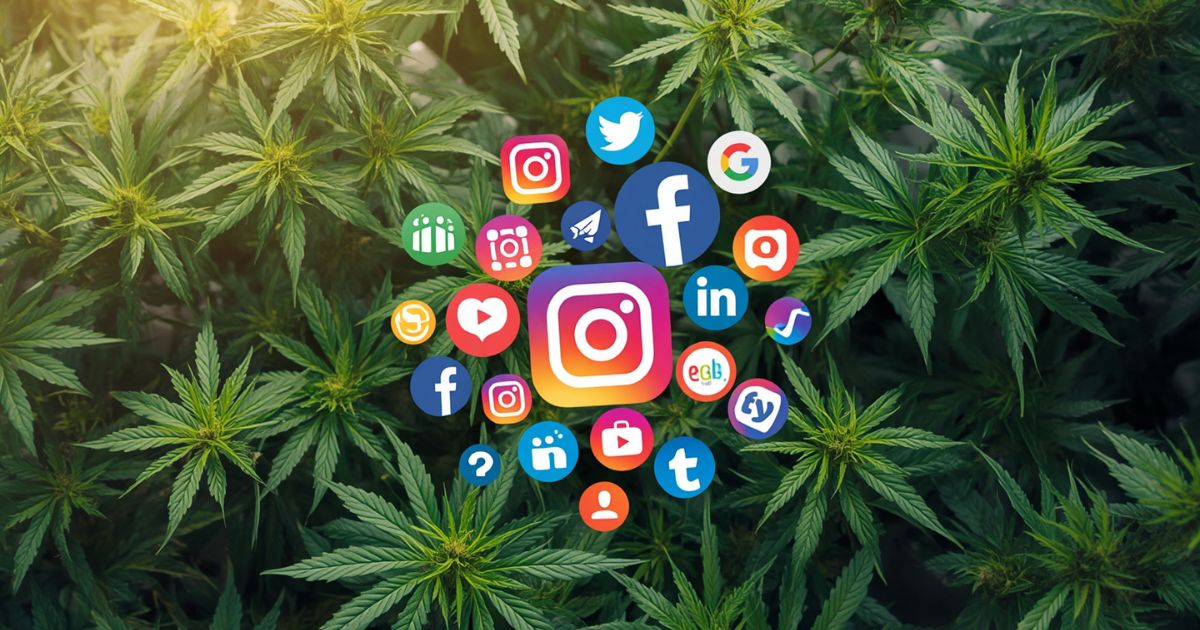 How to Grow Your CBD Brand Using Social Media